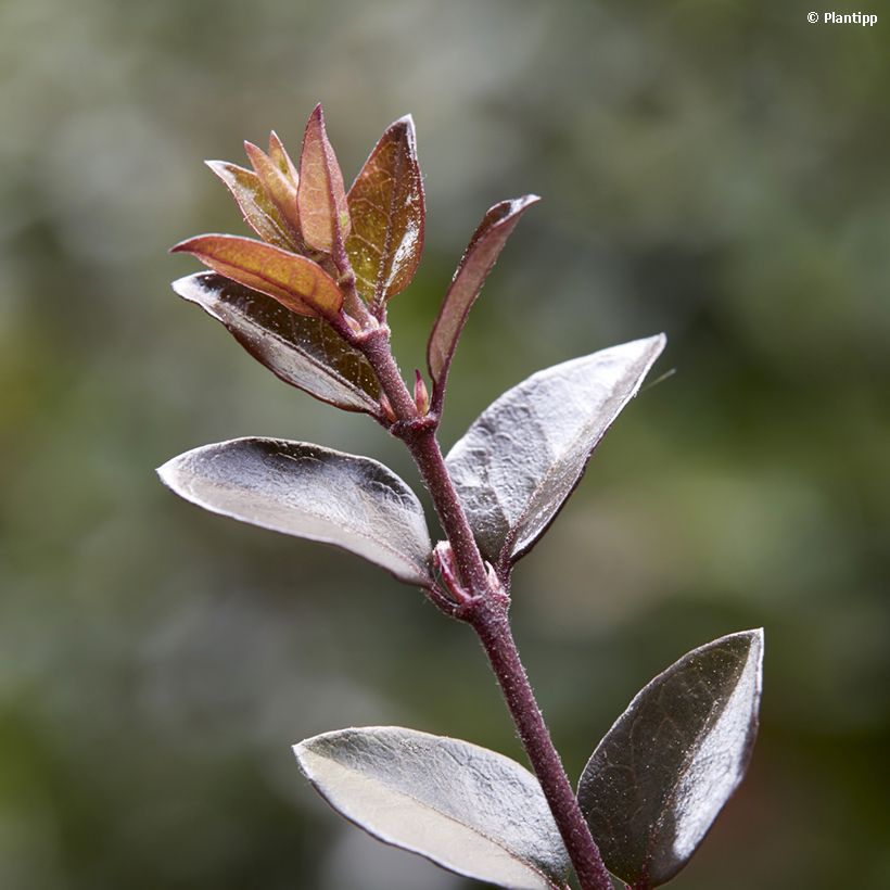 Lonicera nitida Purple Storm - Heckenmyrte (Laub)