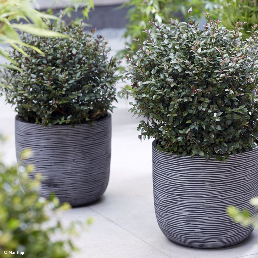 Lonicera nitida Purple Storm - Heckenmyrte (Hafen)