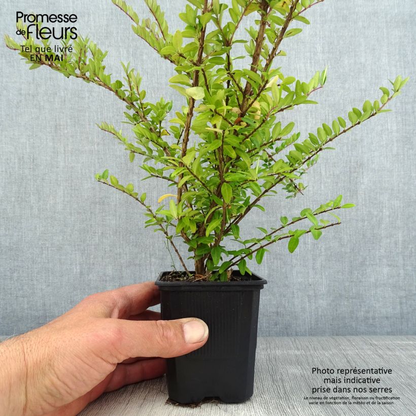 Exemplar von Lonicera nitida Hohenheimer Findling - Heckenmyrte Kleine Töpfe von 8/9 cm wie im Frühjahr geliefert