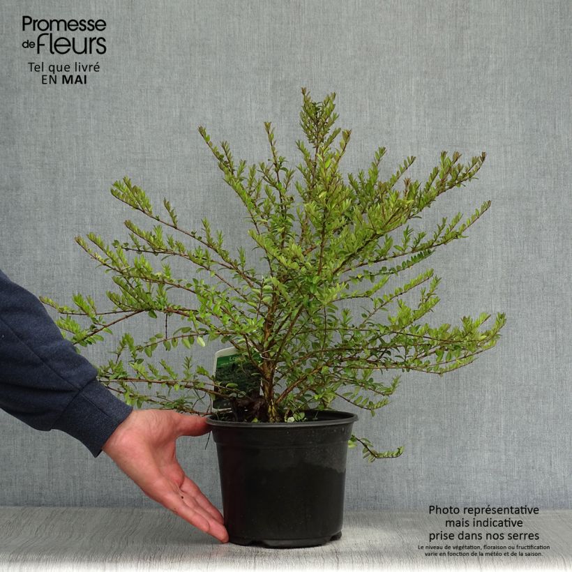 Exemplar von Lonicera nitida Hohenheimer Findling - Heckenmyrte Topf mit 1L/1,5L wie im Frühjahr geliefert