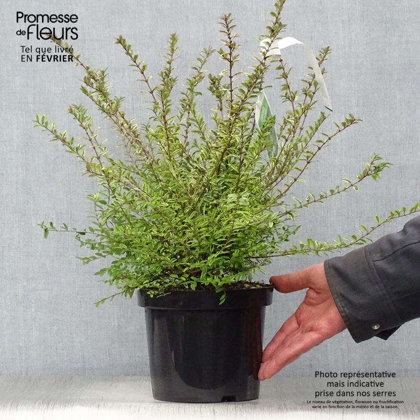 Exemplar von Lonicera nitida Lemon Beauty - Heckenmyrte Topf mit 2L/3L wie im Winter geliefert