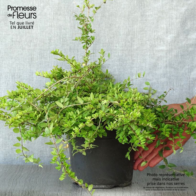 Exemplar von Lonicera nitida Maigrün - Heckenmyrte Topf mit 1L/1,5L wie im Sommer geliefert