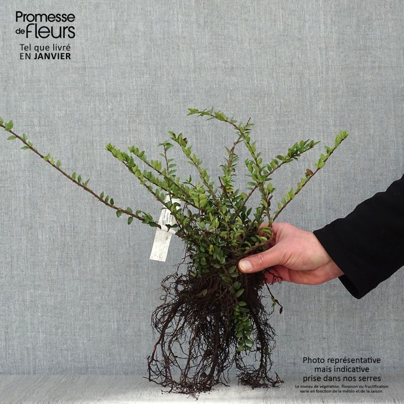 Exemplar von Lonicera nitida Maigrün - Heckenmyrte Wurzelnackt wie im Winter geliefert