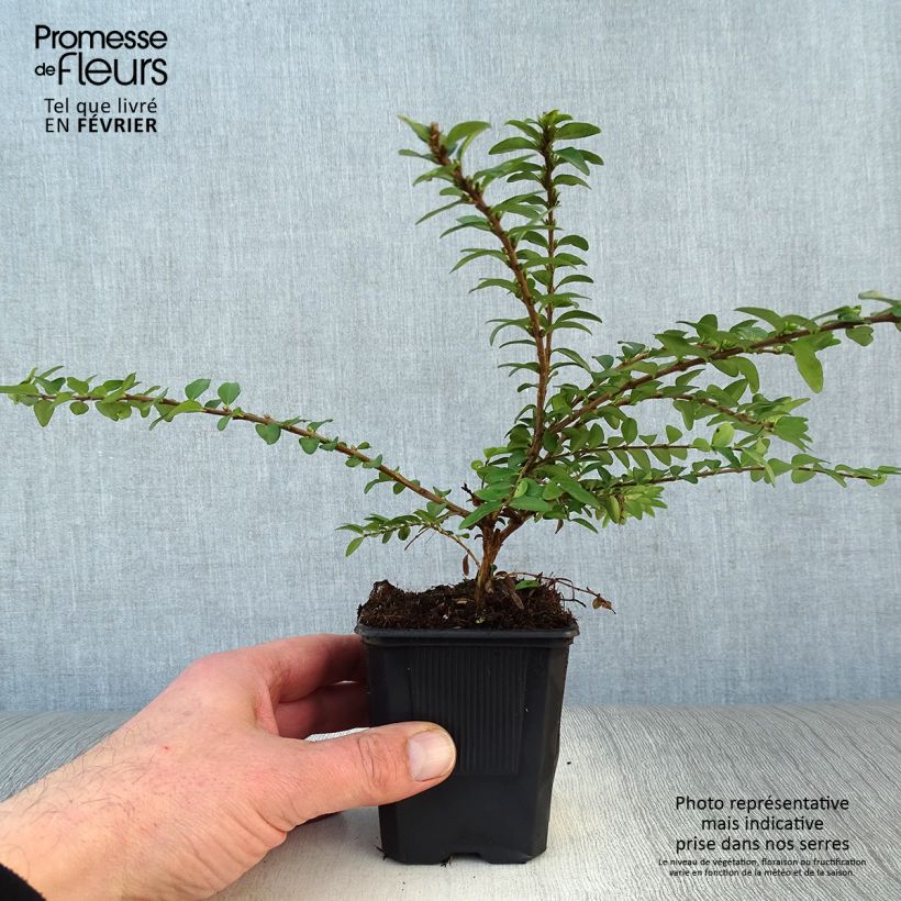 Exemplar von Lonicera nitida Maigrün - Heckenmyrte Kleine Töpfe von 8/9 cm wie im Winter geliefert