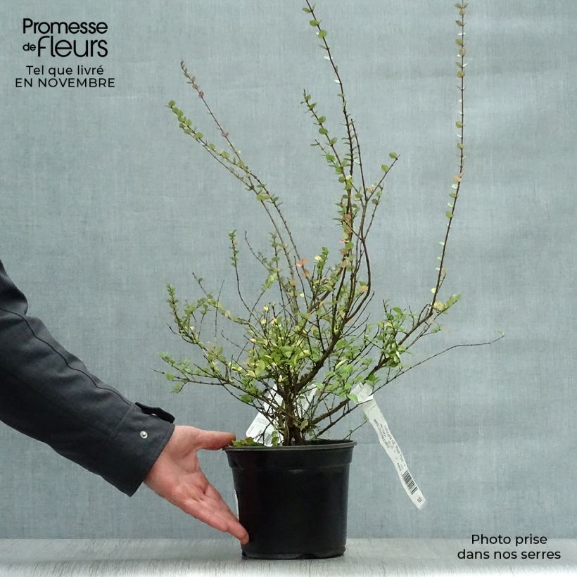 Exemplar von Lonicera nitida Red Tips - Heckenmyrte Topf mit 2L/3L wie im Herbst geliefert