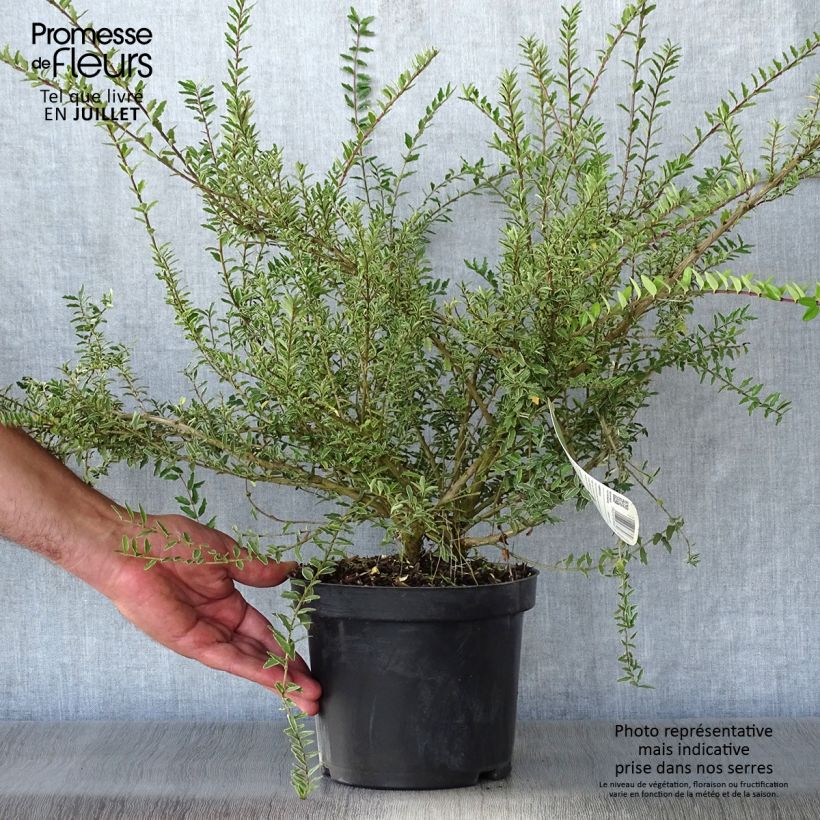 Exemplar von Lonicera nitida Silver Beauty - Heckenmyrte Topf mit 2L/3L wie im Sommer geliefert