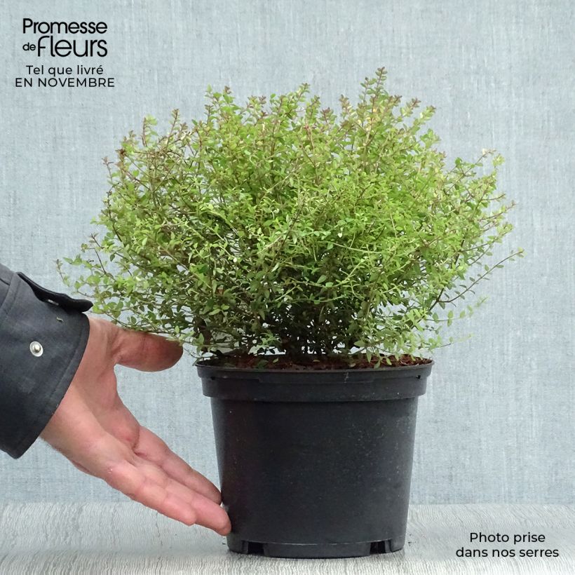 Exemplar von Lonicera nitida Tidy Tips - Heckenmyrte Topf mit 2L/3L wie im Herbst geliefert