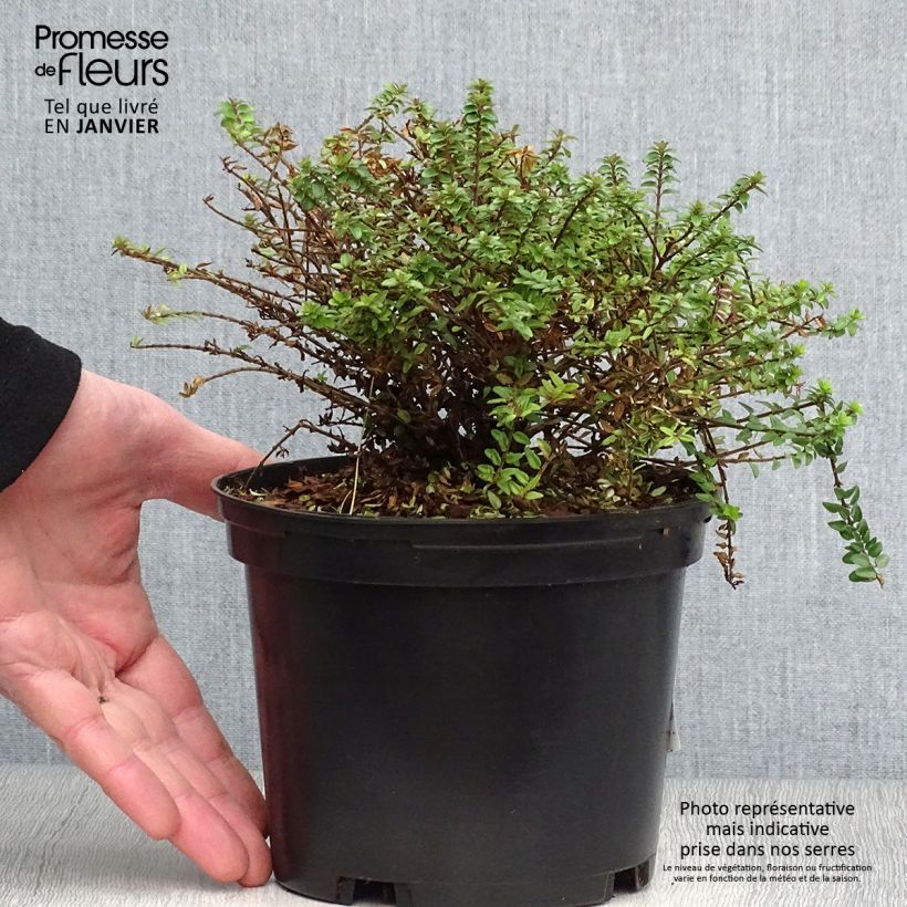 Exemplar von Lonicera nitida Tidy Tips - Heckenmyrte Topf mit 2L/3L wie im Winter geliefert
