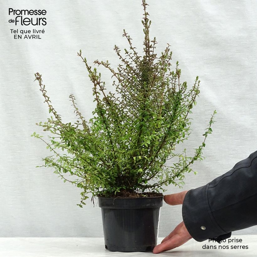 Exemplar von Lonicera nitida - Heckenmyrte Topf mit 1L/1,5L wie im Frühjahr geliefert