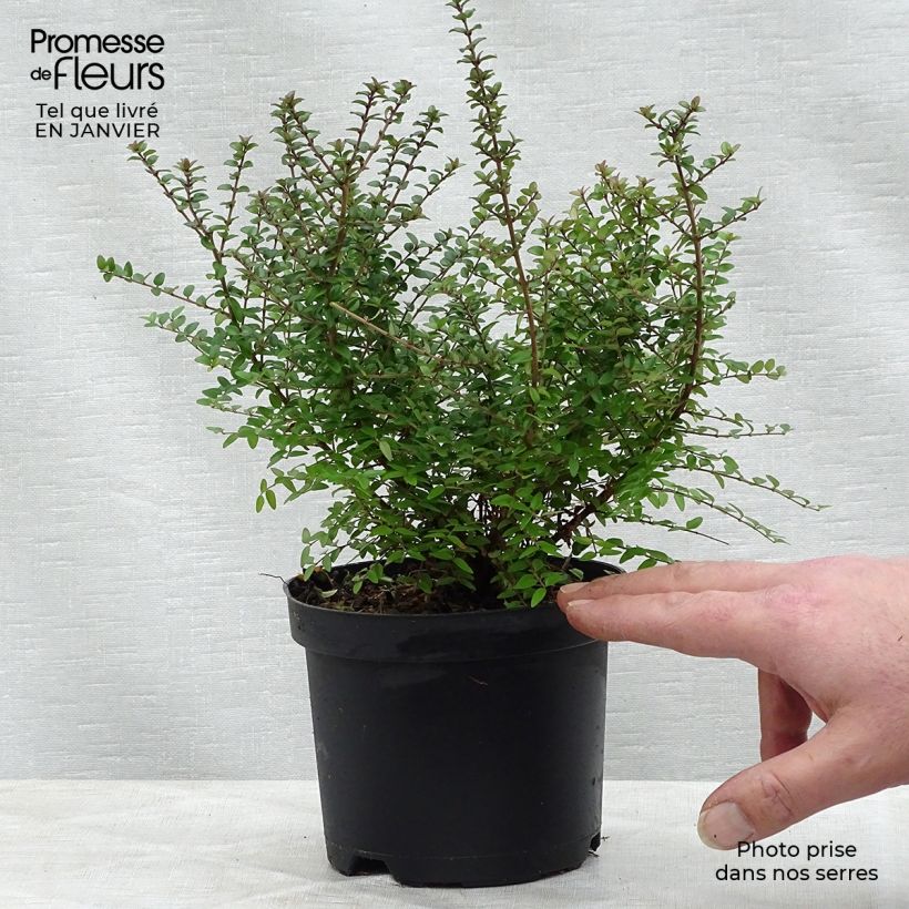 Exemplar von Lonicera nitida - Heckenmyrte Topf mit 1L/1,5L wie im Winter geliefert