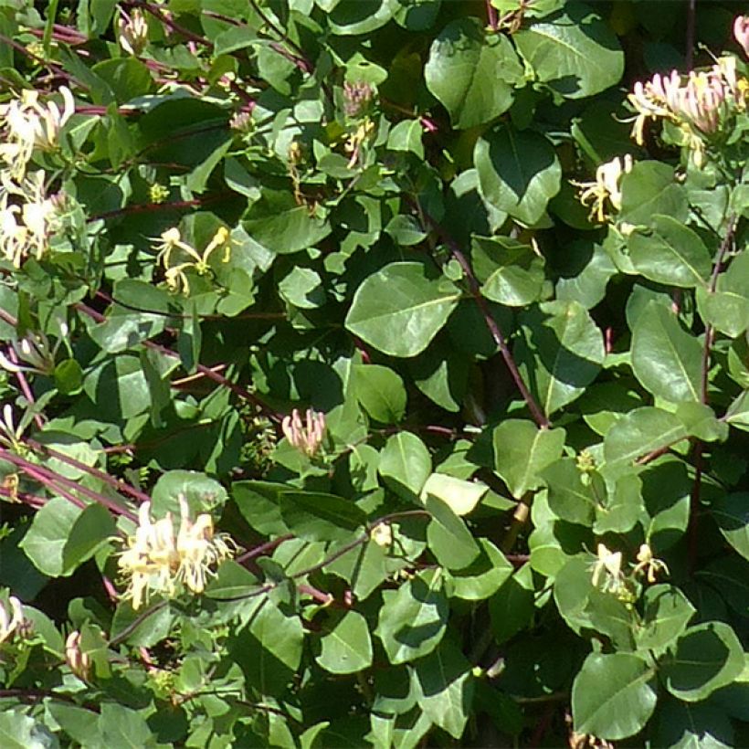 Lonicera periclymenum Graham thomas - Wald-Geißschlinge (Laub)