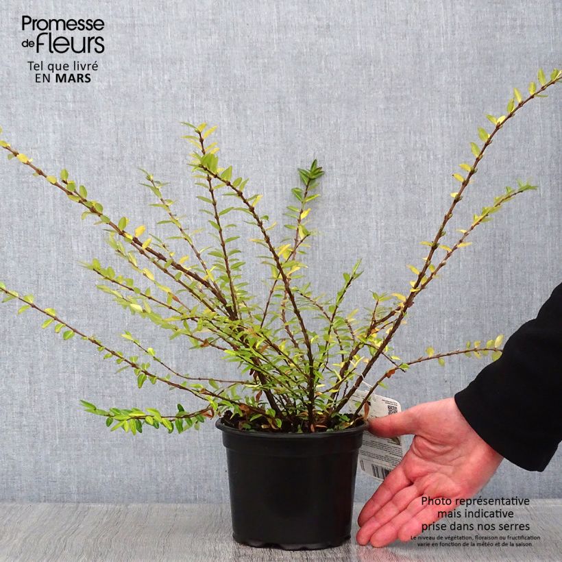 Exemplar von Lonicera pileata - Böschungsmyrthe Topf mit 2L/3L wie im Winter geliefert