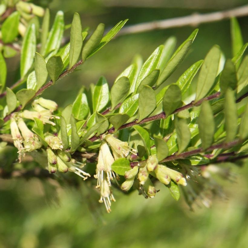 Lonicera pileata Mossgreen - Böschungsmyrthe (Laub)