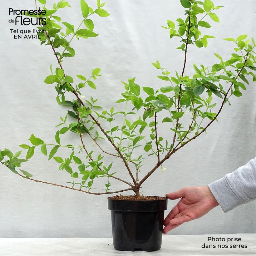 Exemplar von Lonicera purpusii Winter Beauty - Winter-Heckenkirsche Topf mit 2L/3L wie im Frühjahr geliefert