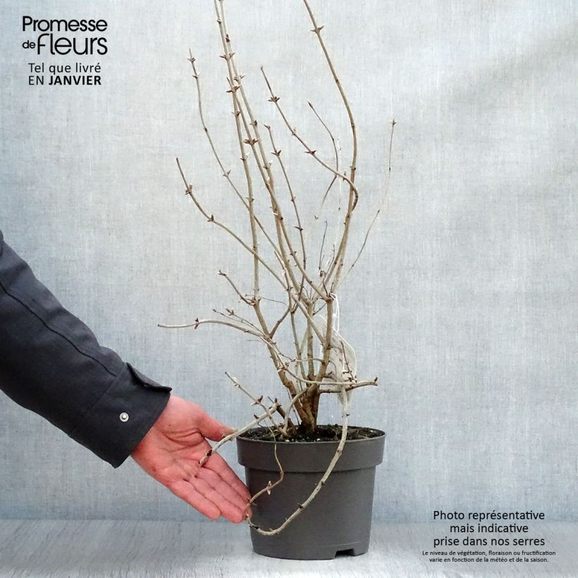 Exemplar von Lonicera tatarica - Tatarische Heckenkirsche Topf mit 2L/3L wie im Winter geliefert