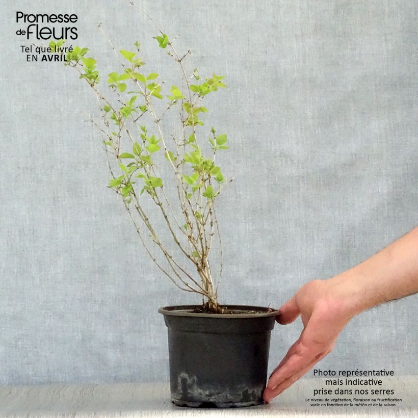 Exemplar von Lonicera tatarica - Tatarische Heckenkirsche Topf mit 2L/3L wie im Frühjahr geliefert