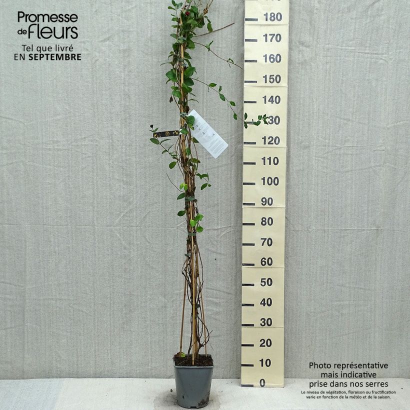 Exemplar von Lonicera heckrottii - Feuer-Geißblatt Topf mit 3L/4L wie im Herbst geliefert