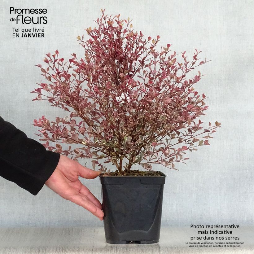 Exemplar von Lophomyrtus Magic dragon Topf mit 2L/3L wie im Winter geliefert