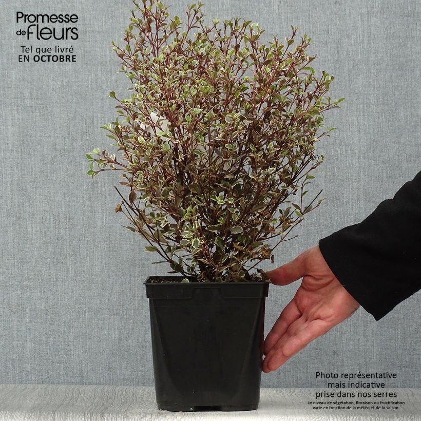 Exemplar von Lophomyrtus Magic dragon Topf mit 2L/3L wie im Herbst geliefert