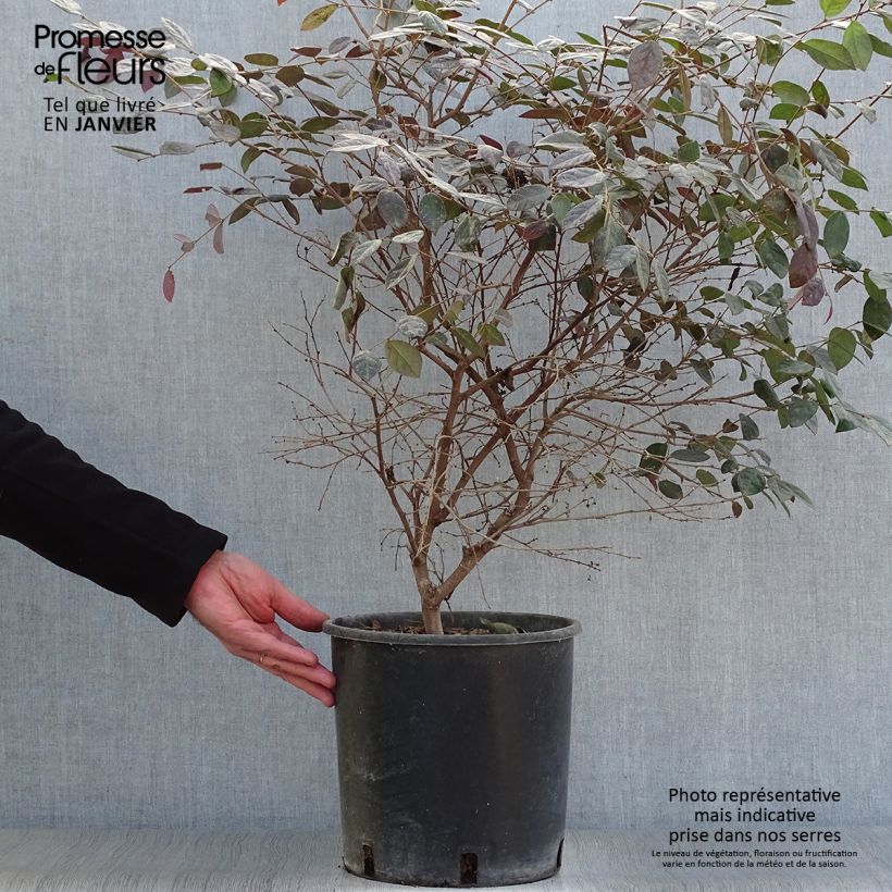 Exemplar von Loropetalum chinense Fire dance - Riemenblüte Topf mit 7,5L/10L wie im Winter geliefert