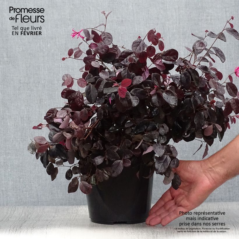 Exemplar von Loropetalum chinense Black Pearl - Riemenblüte Topf mit 1,5L/2L wie im Herbst geliefert