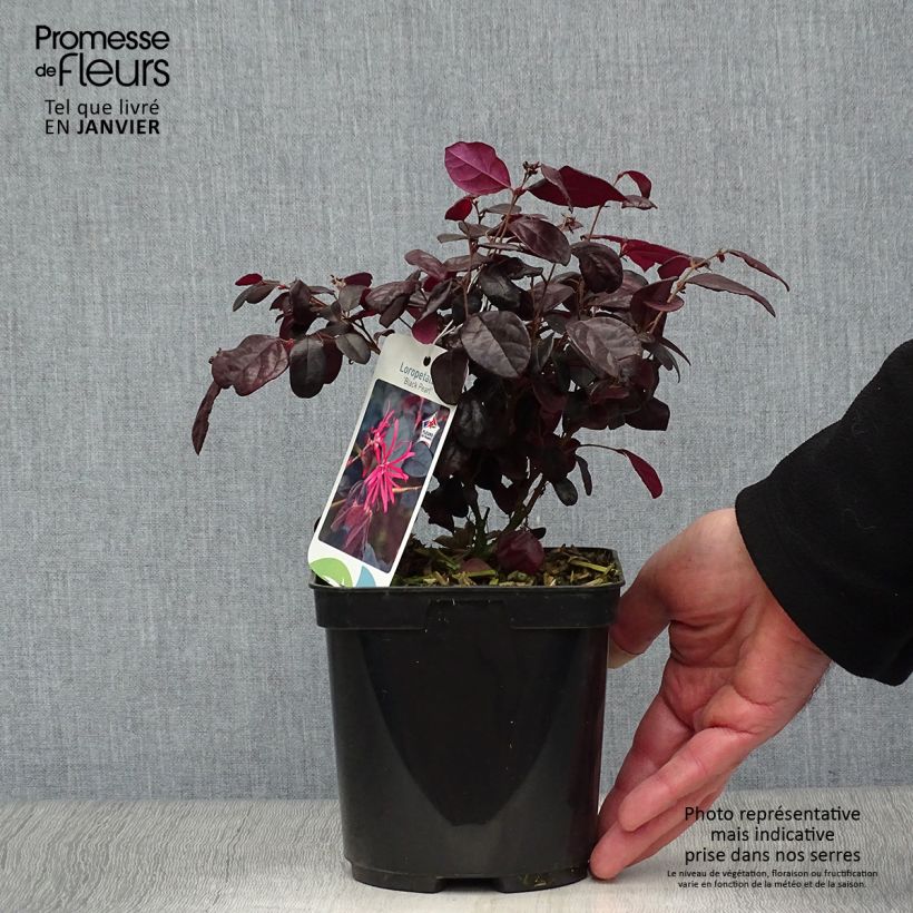 Exemplar von Loropetalum chinense Black Pearl - Riemenblüte Topf mit 1,5L/2L wie im Winter geliefert