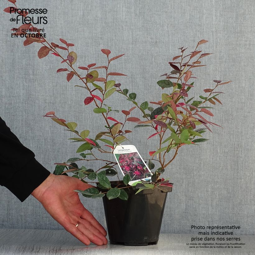 Exemplar von Loropetalum chinense Fire dance - Riemenblüte Topf mit 3L/4L wie im Herbst geliefert