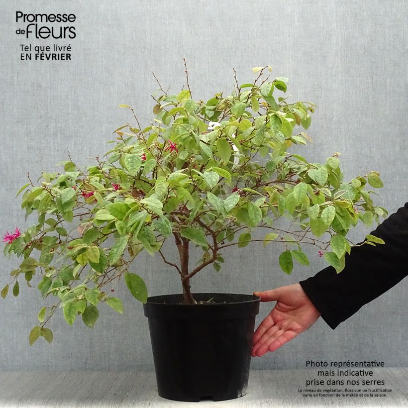 Exemplar von Loropetalum chinense Ming Dynasty - Riemenblüte Topf mit 6L/7L wie im Winter geliefert