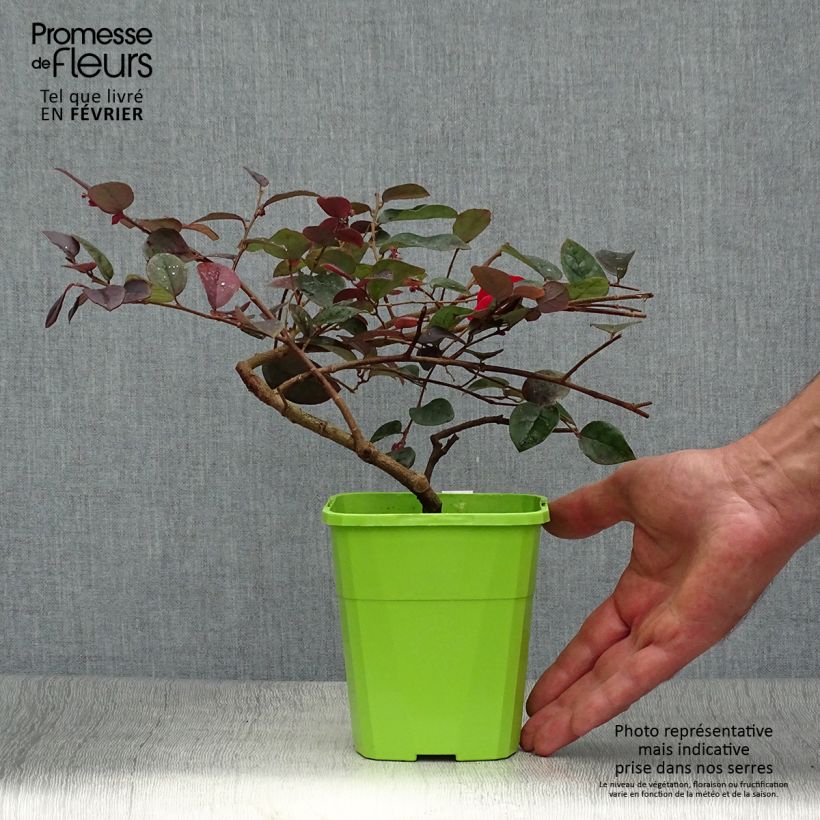 Exemplar von Loropetalum chinense Plum Gorgeous - Riemenblüte Topf mit 2L/3L wie im Herbst geliefert