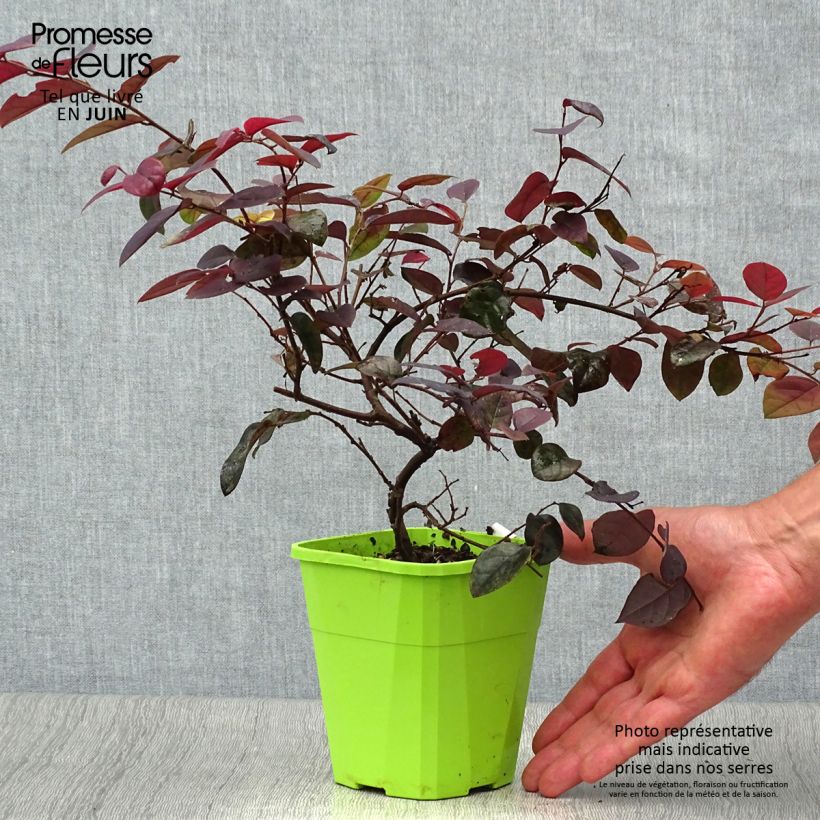 Exemplar von Loropetalum chinense Plum Gorgeous - Riemenblüte Topf mit 2L/3L wie im Sommer geliefert