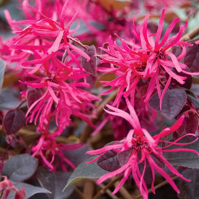 Loropetalum chinense Plum Gorgeous - Riemenblüte (Blüte)