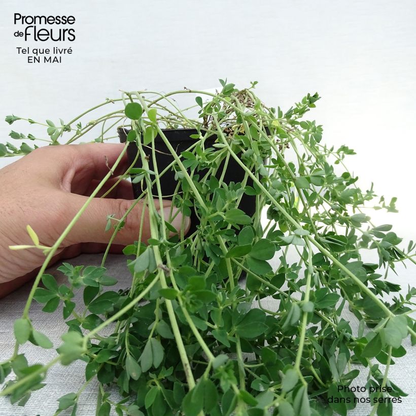 Exemplar von Lotus corniculatus Plenus - Gemeiner Hornklee Kleine Töpfe von 8/9 cm wie im Frühjahr geliefert