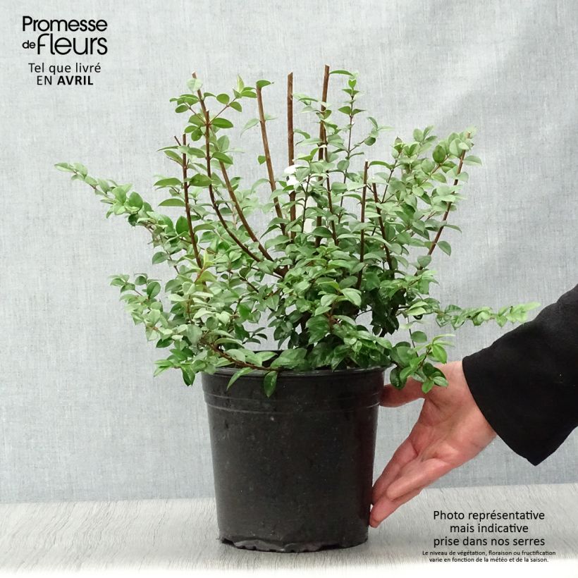 Exemplar von Luma chequen - Chilenische Myrte Topf mit 4L/5L wie im Frühjahr geliefert