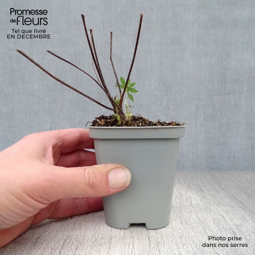 Exemplar von Staudenlupine Gallery Blue Kleine Töpfe von 8/9 cm wie im Winter geliefert