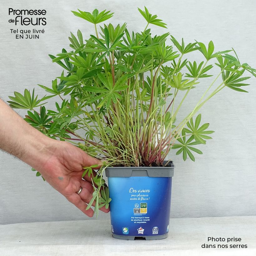 Exemplar von Staudenlupine Gallery Blue Topf mit 2L/3L wie im Sommer geliefert