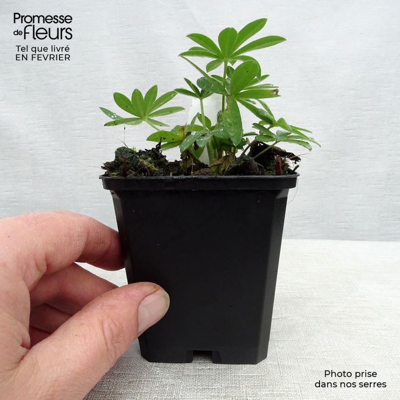 Exemplar von Staudenlupine Gallery Pink Kleine Töpfe von 8/9 cm wie im Winter geliefert