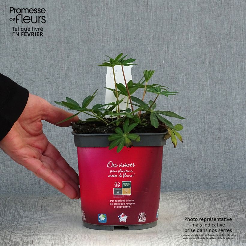Exemplar von Staudenlupine Gallery Red Topf mit 2L/3L wie im Winter geliefert