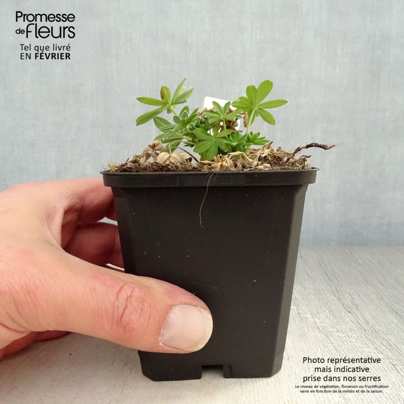 Exemplar von Staudenlupine Gallery White Kleine Töpfe von 8/9 cm wie im Winter geliefert