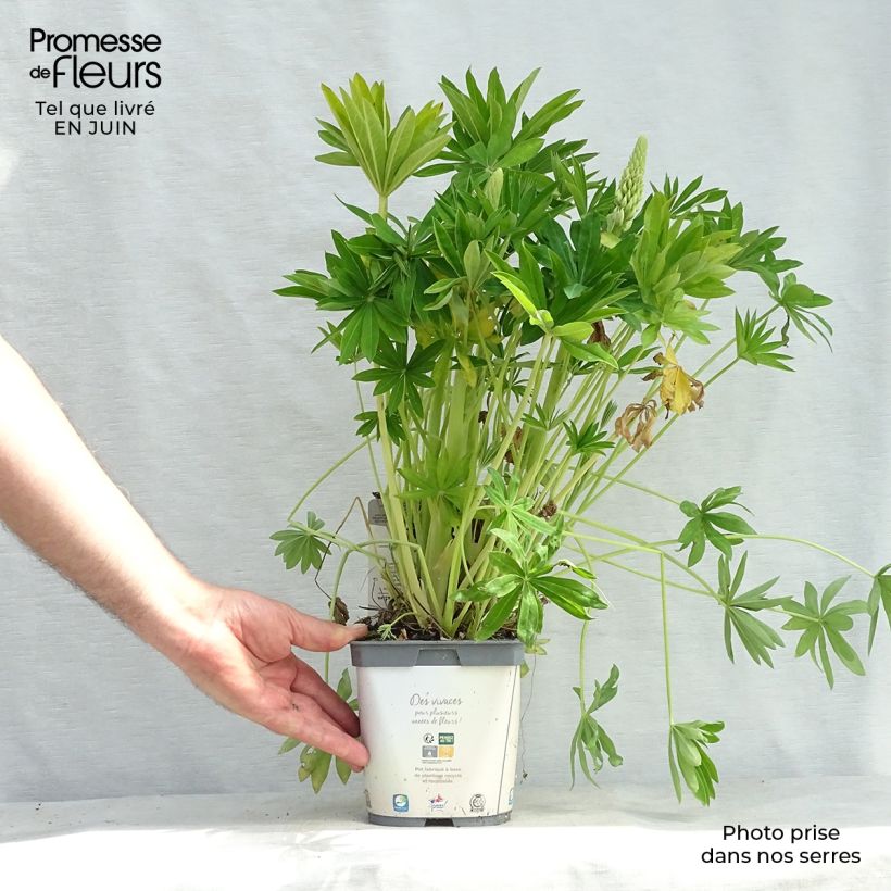 Exemplar von Staudenlupine Gallery White Topf mit 2L/3L wie im Sommer geliefert
