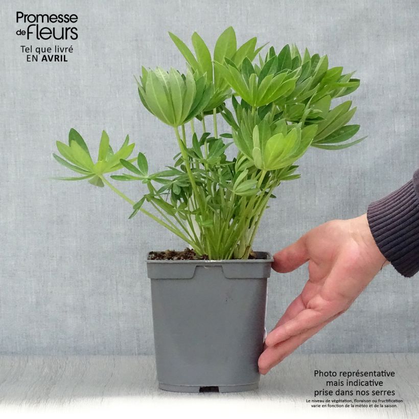 Exemplar von Staudenlupine Gallery White Topf mit 2L/3L wie im Frühjahr geliefert