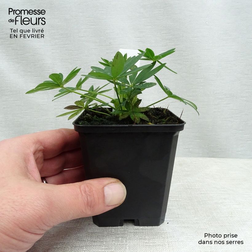 Exemplar von Staudenlupine Gallery Yellow Kleine Töpfe von 8/9 cm wie im Winter geliefert