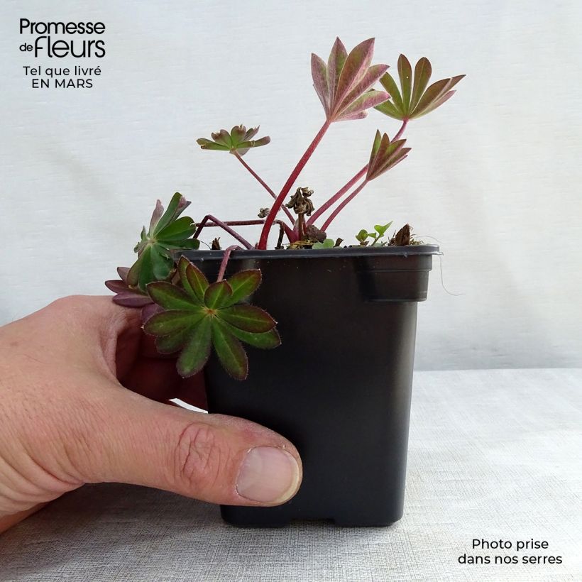 Exemplar von Staudenlupine The Châtelaine Kleine Töpfe von 7/8 cm wie im Winter geliefert