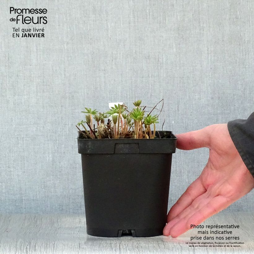 Exemplar von Staudenlupine The Châtelaine Topf mit 2L/3L wie im Winter geliefert