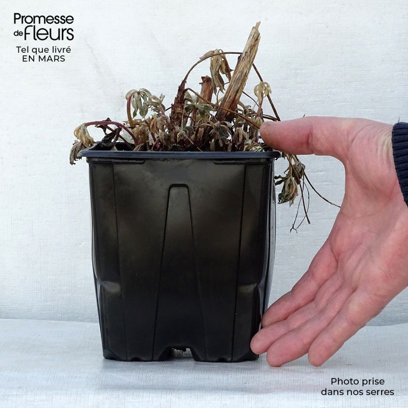 Exemplar von Staudenlupine The Châtelaine Topf mit 2L/3L wie im Frühjahr geliefert