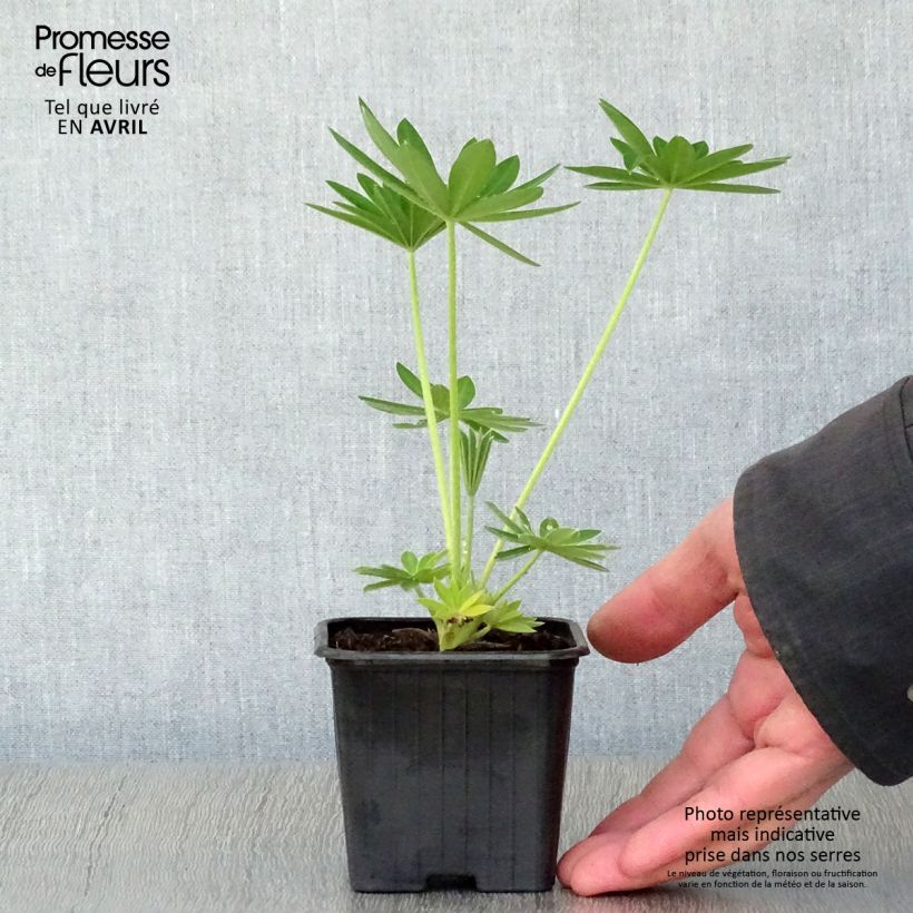 Exemplar von Staudenlupine Noblemaiden Kleine Töpfe von 7/8 cm wie im Frühjahr geliefert