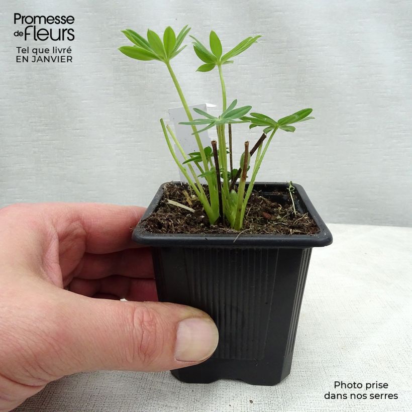 Exemplar von Staudenlupine Chandelier Kleine Töpfe von 7/8 cm wie im Winter geliefert