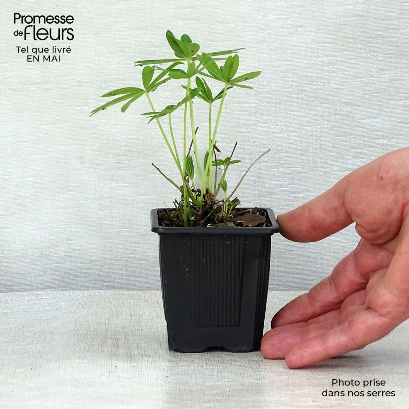 Exemplar von Staudenlupine Chandelier Kleine Töpfe von 7/8 cm wie im Frühjahr geliefert