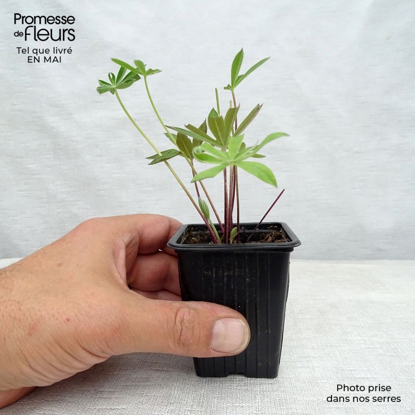 Exemplar von Staudenlupine The Governor Kleine Töpfe von 7/8 cm wie im Frühjahr geliefert