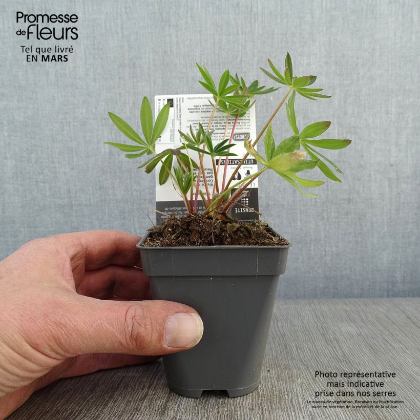 Exemplar von Staudenlupine Minaret Kleine Töpfe von 8/9 cm wie im Winter geliefert