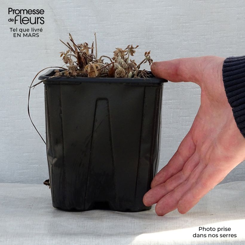 Exemplar von Staudenlupine My Castle Topf mit 2L/3L wie im Frühjahr geliefert